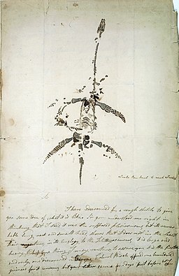 Mary Anning Plesiosaurus