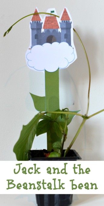 jack and the beanstalk bean - grow a bean