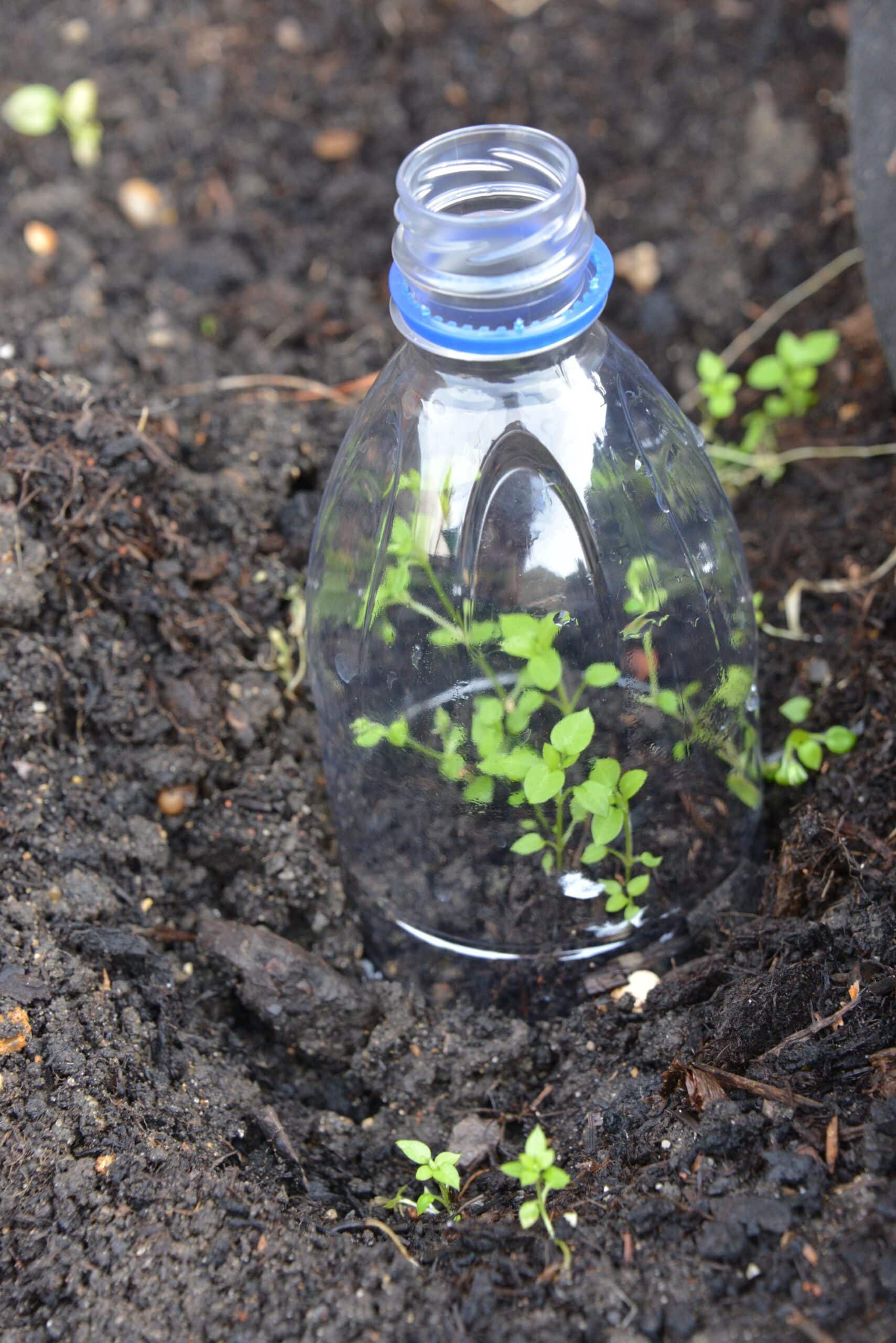 mini DIY greenhouse made from a plastic bottle