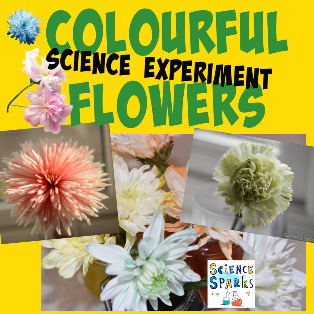 White flowers coloured with food colouring in an experiment to demonstrate transpiration