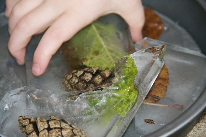 Autumn ice - ice made with leaves and pinecones