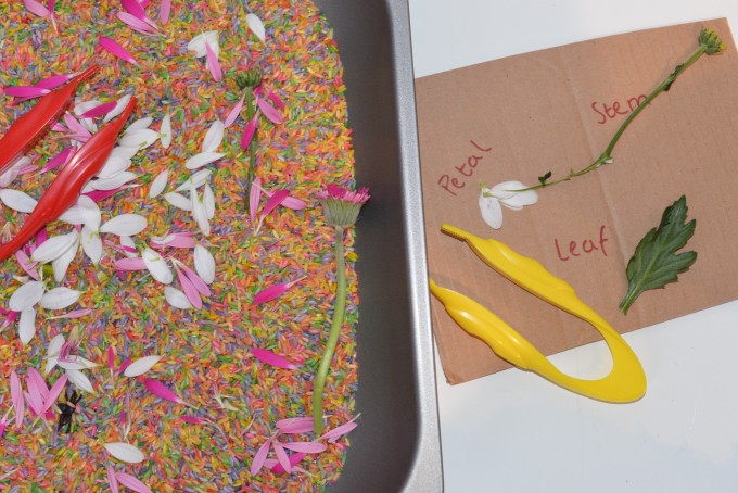 Flower rice sensory tray. Contains coloured rice and flower parts #plantscienceforkids #scienceforkids