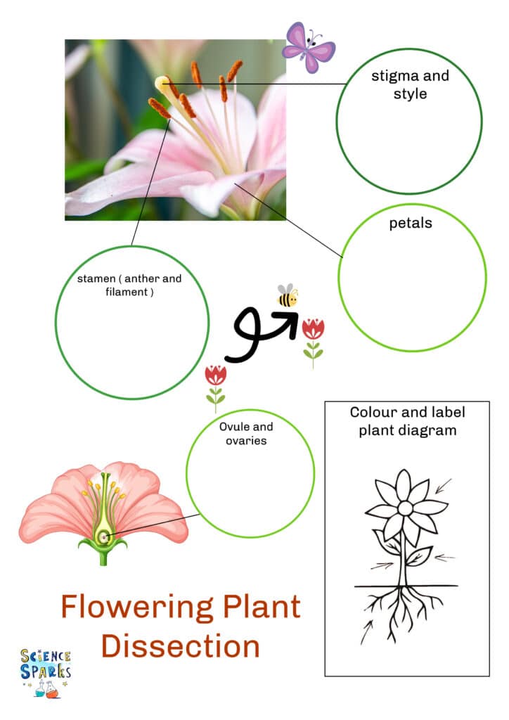 Plant dissection sheet