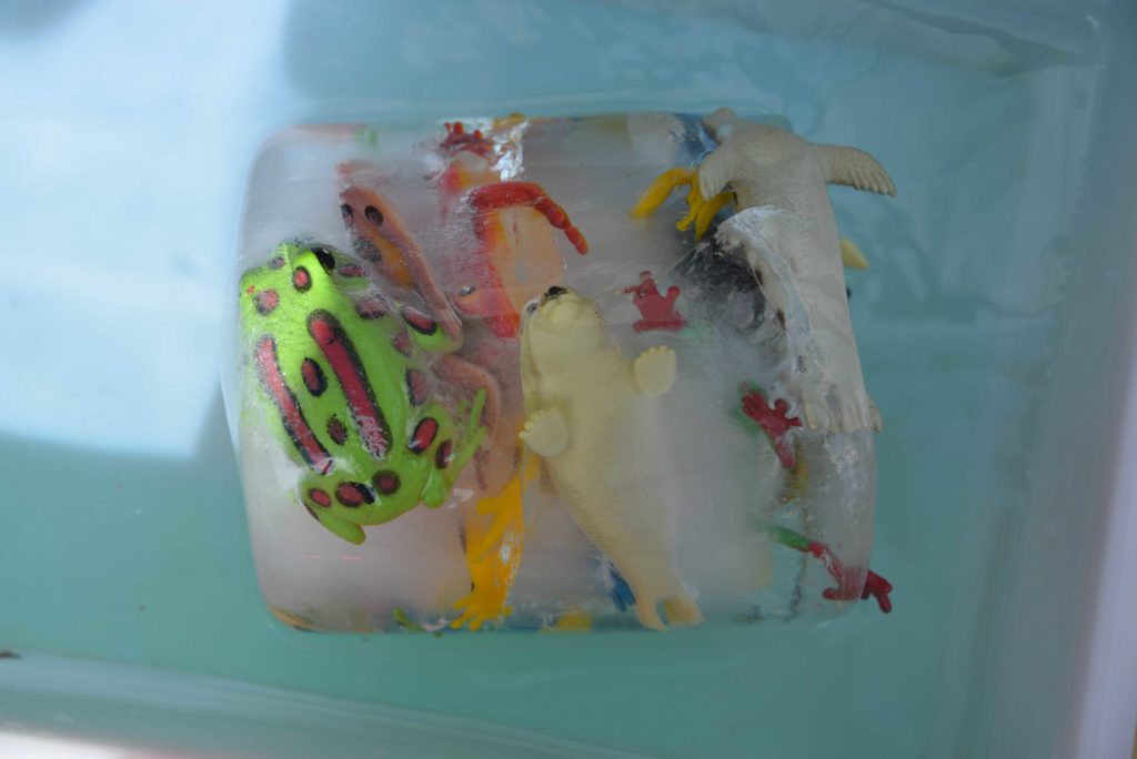 toy frogs trapped in ice for an ice excavation challenge