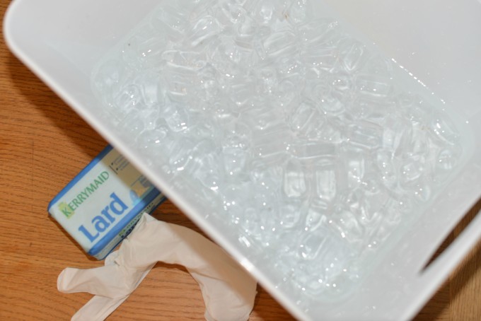 ice and lard for a polar animal science investigation