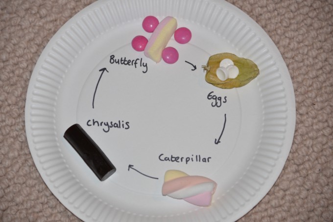 candy butterfly life cycle - science for kids