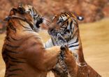 Tigers fighting it out